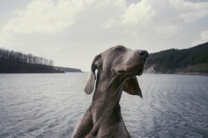 Bliv klogere på Hunde - 4 imponerende punkter du skal kende