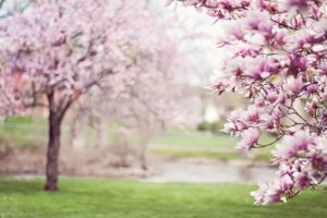 Fra farverige blomster til evigt holdbare LEGO-kreationer: En introduktion til tørrede blomster fra LEGO